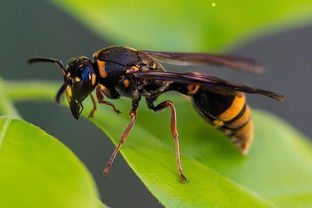 胡蜂養殖技術之筑巢前的喂養（胡蜂筑巢前怎么喂養）
