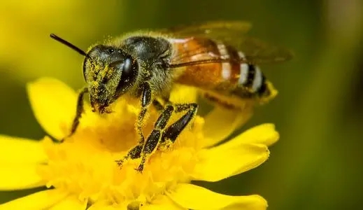蜜蜂為什么不采茶花蜜（蜜蜂會(huì)采茶樹花嗎）