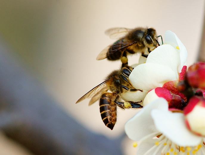 蜜蜂的優點有哪些（蜜蜂有什么樣的特點）