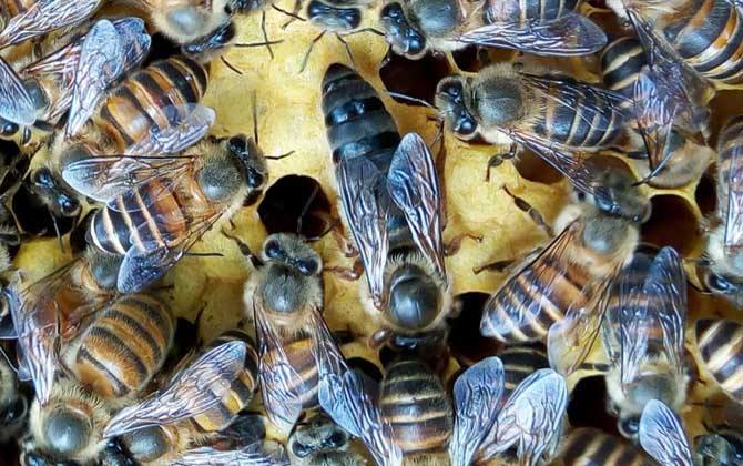 蜂王是公的還是母的？