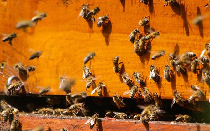 偵察蜂來(lái)了多久會(huì)來(lái)蜂（偵查蜂來(lái)了什么時(shí)候大部隊(duì)來(lái)）