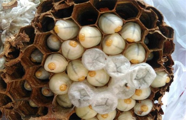 胡蜂養殖市場分析（學點皮毛輕松掌握胡蜂養殖技術）