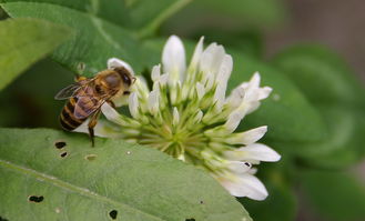 蜜蜂最怕什么味道會跑？