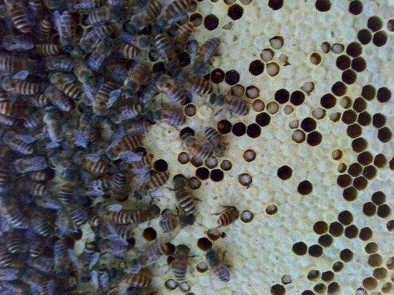 中蜂囊狀幼蟲病如何防治？