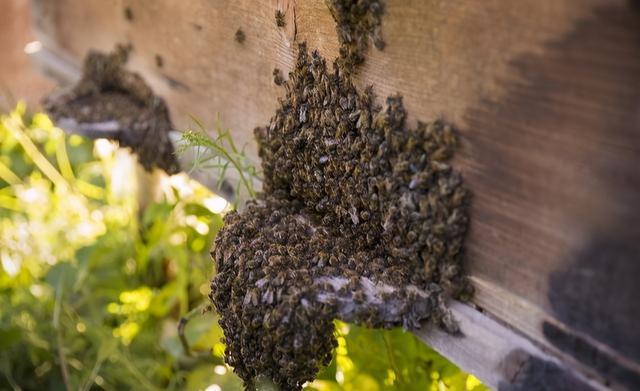 剛收回來(lái)的蜜蜂要幾天才穩(wěn)定（新收蜜蜂養(yǎng)殖方法）